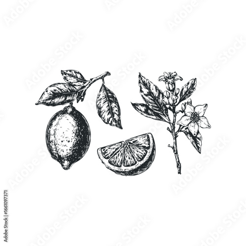 Hand drawn sketch of a ripe lemon fruit slice and blossom on a white background