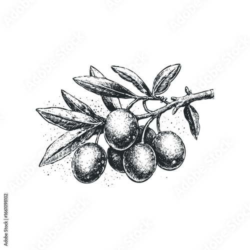 Sketch of an olive branch with leaves and fruit