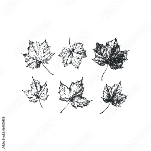 Six hand drawn maple leaves on white background