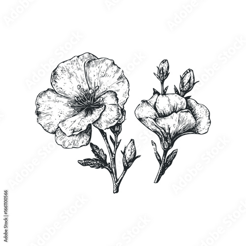 Ink drawing of delicate blooming flowers and buds on stems