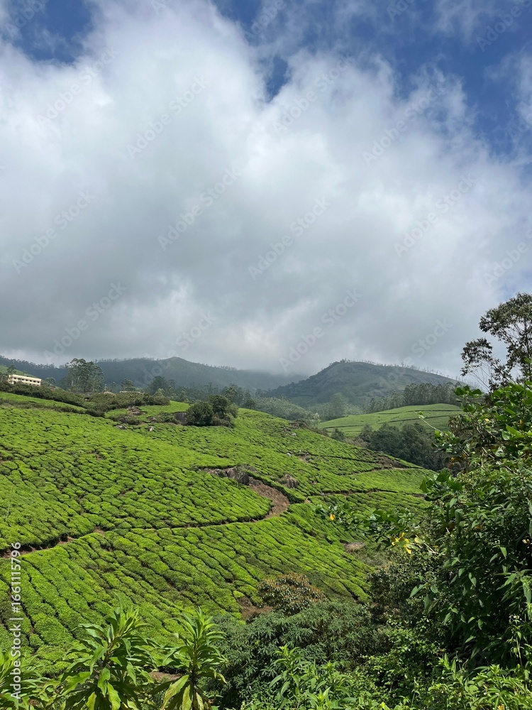 Fototapeta premium green tea plantation