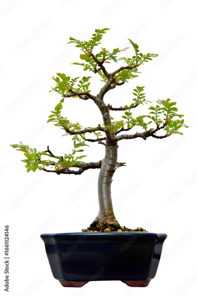Obraz premium Serene Bonsai Tree: Elegant Miniature Plant with Creeper-like Branches, Isolated on Black Background.