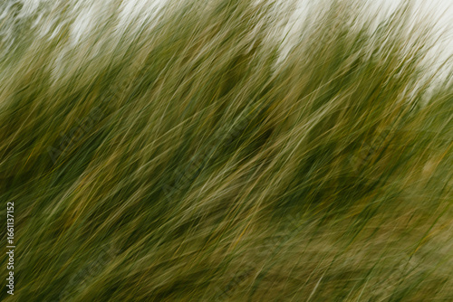 Konstfotografi Abstract motion blur of windswept grass
