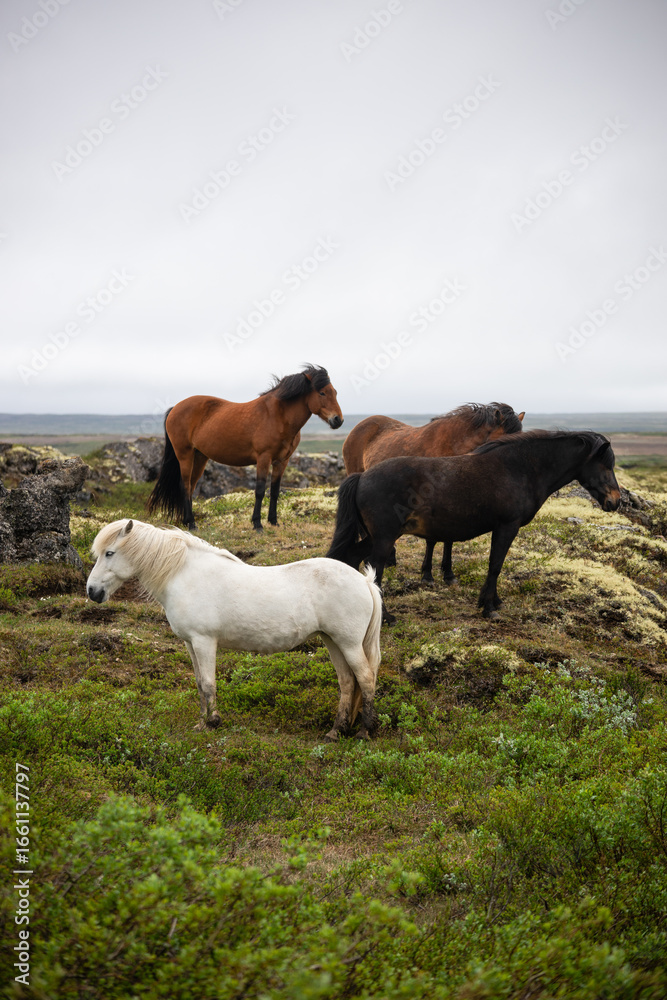 Obraz premium Majestic Icelandic horses grazing on lush green hills
