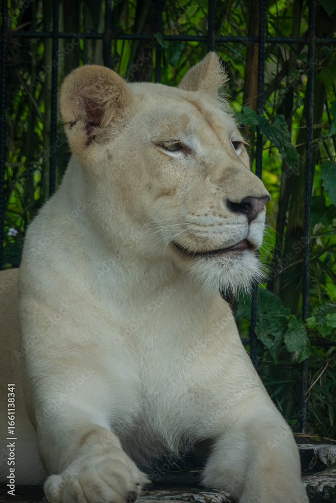 A white lions lying on a grass A white lions lying on a grass