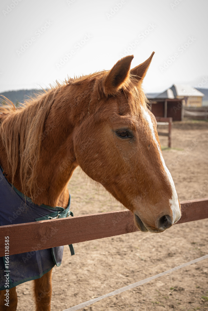 Obraz premium A brown horse face in a farm, in Páty, Hungary