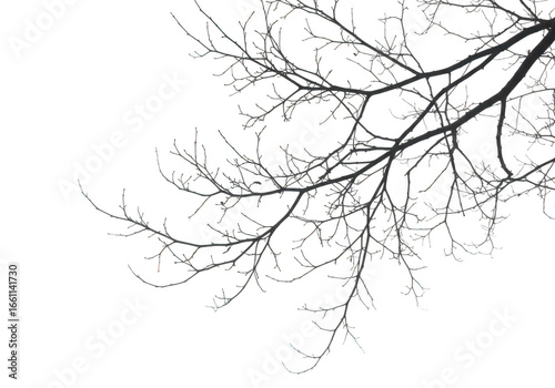 Bare tree branch against transparent background