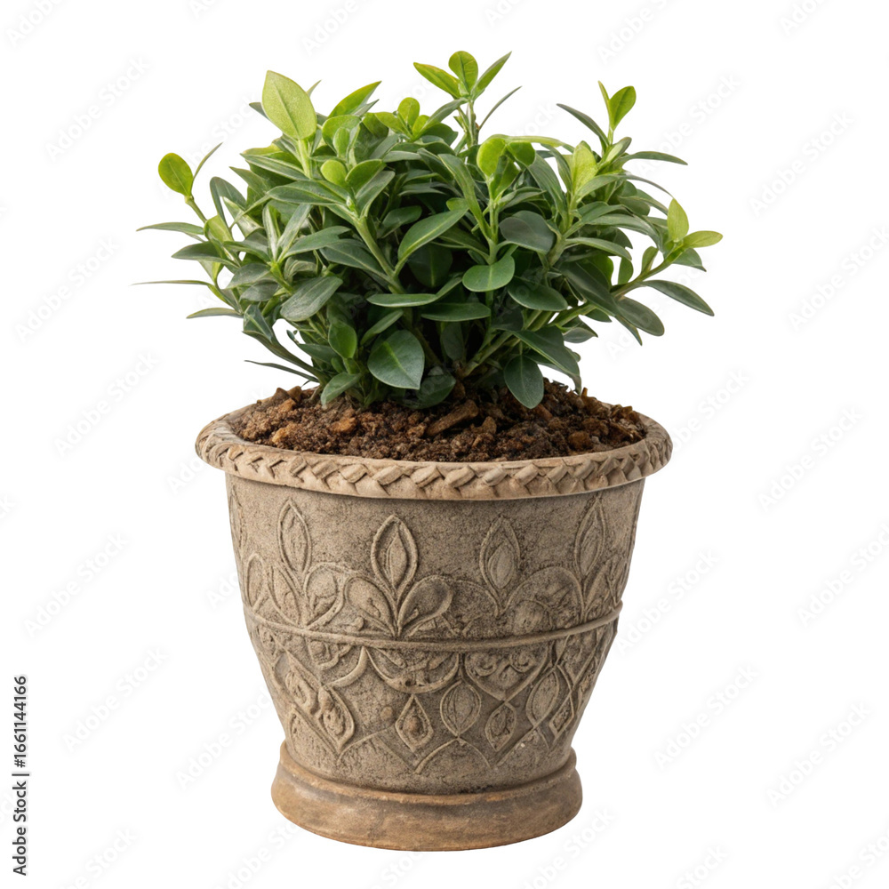 Fototapeta premium Artificial plant pot isolated on clean white background for home decoration