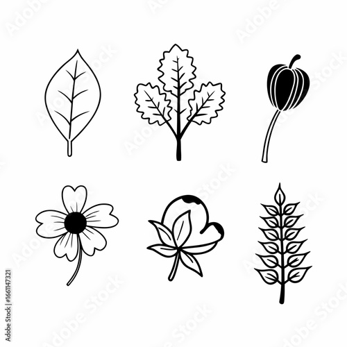 Set of six different botanical plant illustrations isolated on white background for design needs
