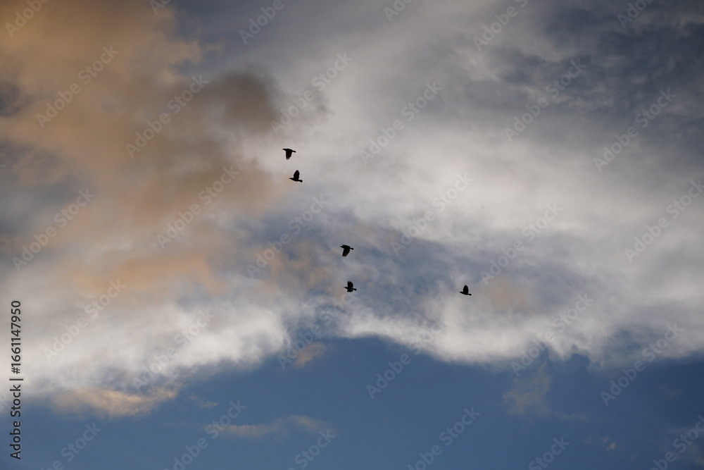 Fototapeta premium flock of birds flying in a dramatic cloudy sky. 