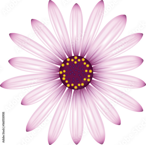 Delicate Light Purple Flower with Dark Yellow Center