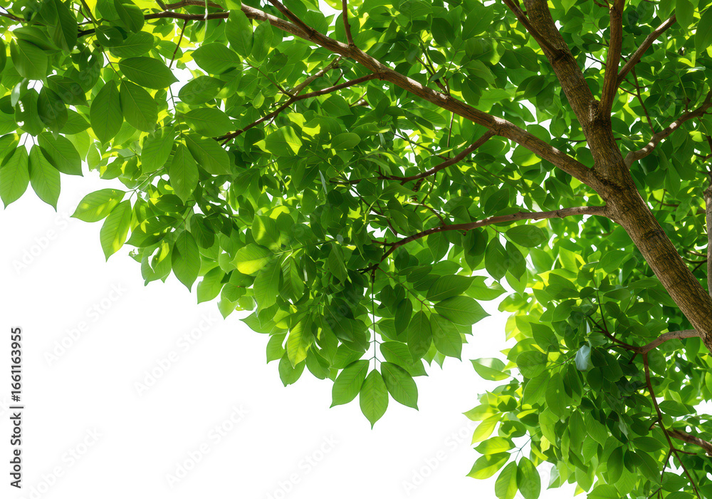 A closeup view of lush green tree branches and leaves against a bright transparent background, suggesting growth and nature A closeup view of lush green tree branches and leaves against a bright transparent background, suggesting growth and nature