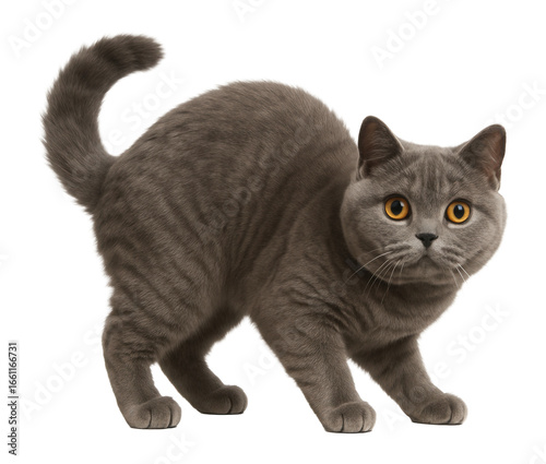 Curious British Shorthair cat arching its back.