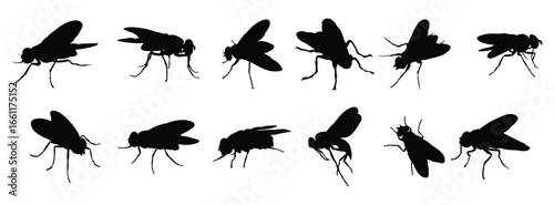 Collection of vector illustrations of flies insect animal 