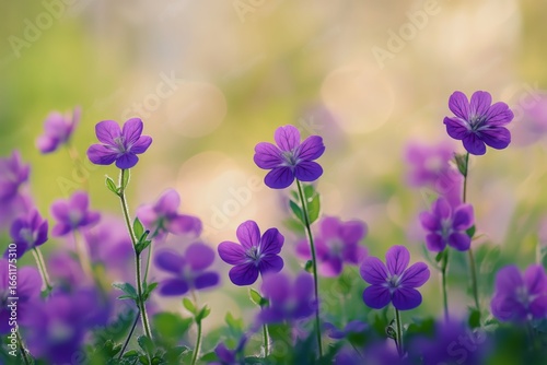 Purple Wildflowers Bloom Brightly in the Warm Sunlight During Springtime in a...