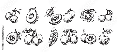 fruit hand drawn sketch illustration