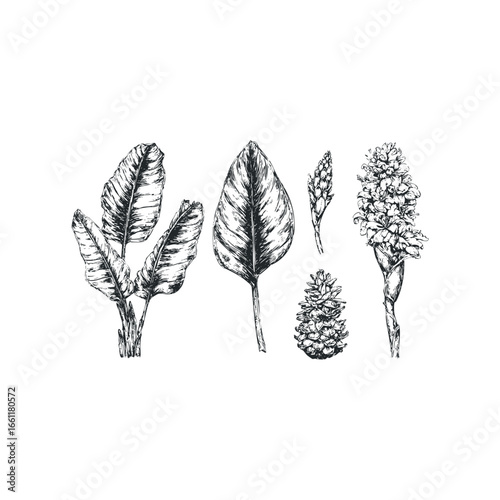 Sketch of Tropical Leaves and Flower Spike Arrangement on White Background