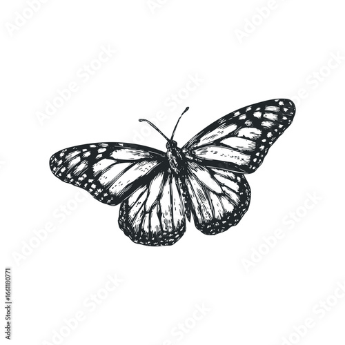 Detailed Ink Sketch of a Monarch Butterfly