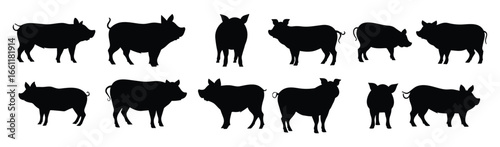 set of silhouettes of pig. isolated on transparent background. 