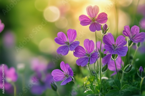 Vibrant Purple Flowers Bloom in the Sunlight During Springtime in a Lush Gard...