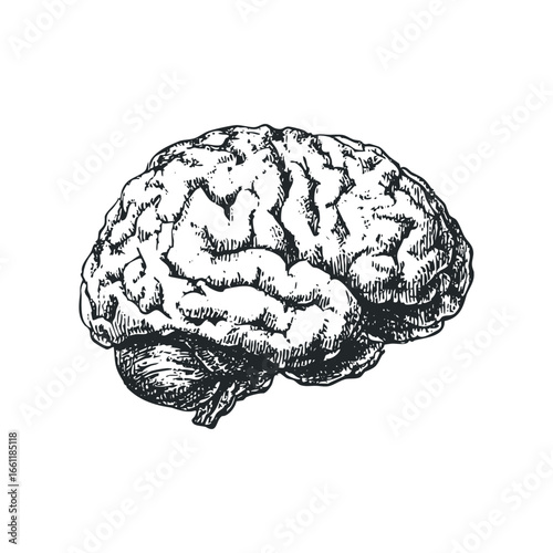 Detailed hand-drawn depiction of a human brain in black ink on a white background