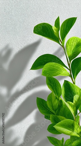 Green Plant Casting Shadows on a Textured Wall at Midday in a Bright Interior...
