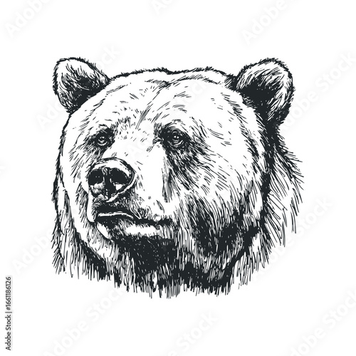 Black and white sketch of a grizzly bear's head and shoulders