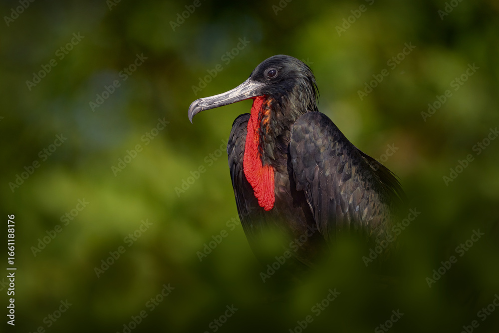 Naklejka premium Costa Rica nature. Sea wildlife. Magnificent frigatebird, Fregata magnificens, flying bird in green vegetation. Tropical sea bird from Costa Rica coast. Wildlife scene from nature. Flying bird.
