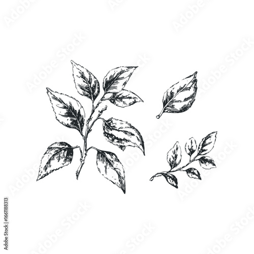 Black and white sketch of delicate plant branches with leaves