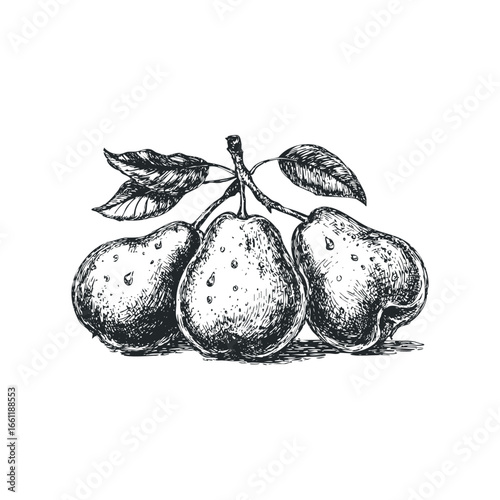 Sketch of three ripe pears on a branch with leaves