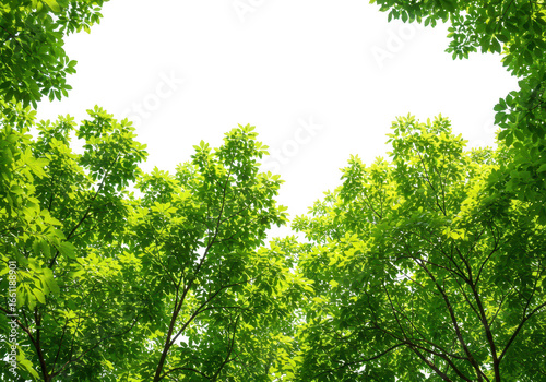 Looking up through vibrant green leaves and branches of trees towards a bright sky, a natural canopy isolated on transparent background
