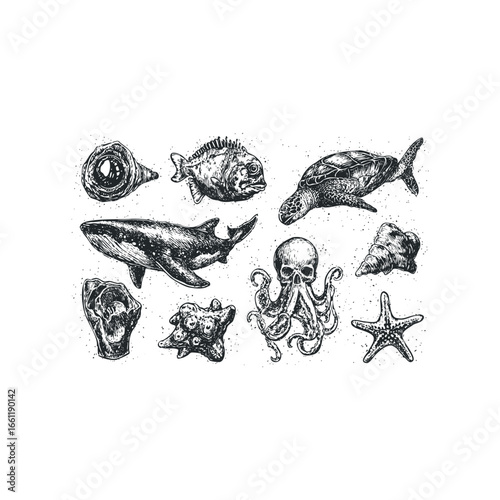 Black and white sketch of sea life including whale, octopus, fish, and starfish