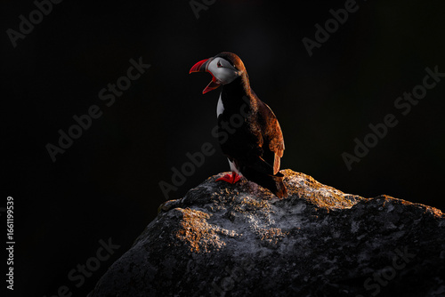 Norway wildlife. Atlantic Puffin, Fratercula artica, artic black and white cute bird with red bill sitting on the rock, nature habitat, Iceland. Wildlife scene from nature. Funny bird on the coast.