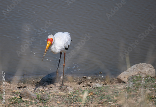 Gelbschnabelstorch - Nimmersatt - Yellow-billed Stork im Busch vom Krüger National Park Südafrika