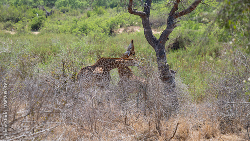 Giraffen im Busch vom Krüger National Park - Kruger Nationalpark Südafrika