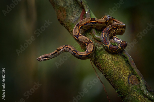 Boa constrictor viper in the wild nature, Costa Rica. Wildlife scene from Central America. Travel in tropic forest. Dangerous snake from jungle. Snake in the forest habitat, Corcovado NP, Costa Rica.