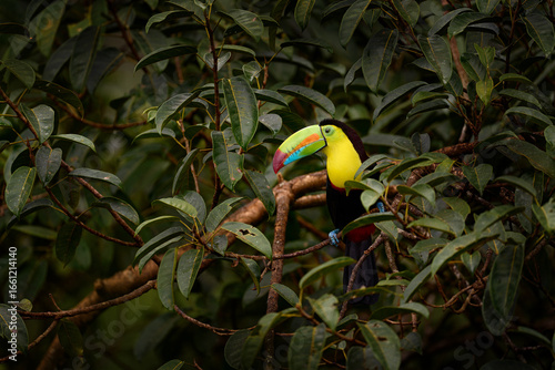 Tropic wildlife. Flying Keel-billed Toucan, Ramphastos sulfuratus, bird with big bill fly above the forest. Beautiful wildlife scene. Animal in nature forest habitat, Costa Rica.