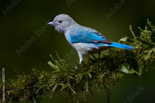 Blue-gray tanager on mossy branch in green vegetation with yellow flowers.. Light blue bird from jungle. Cute bird from Costa Rica, America. Wildlife scene from nature. Blue bird from Costa Rica.