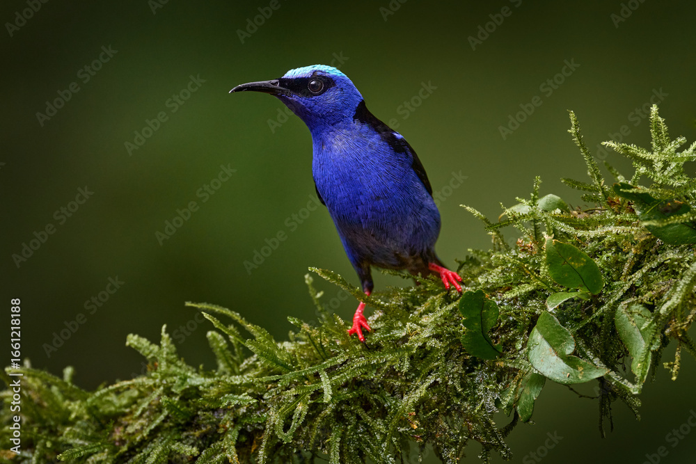 Obraz premium Red red blue bird in nature. Costa Rica nature. Blue bird Red-legged Honeycreeper, Cyanerpes cyaneus, exotic tropical animal with red legs from Costa Rica. Tinny songbird in the nature habitat.