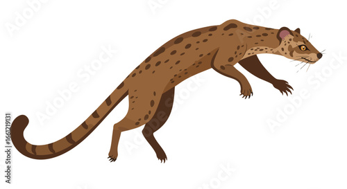 A detailed vector illustration of a wild spotted genet, a small carnivorous mammal, isolated on a white background.