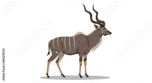 A vector illustration of a male Greater Kudu, a large antelope with distinctive long, spiral horns and vertical white stripes, standing against a white background.