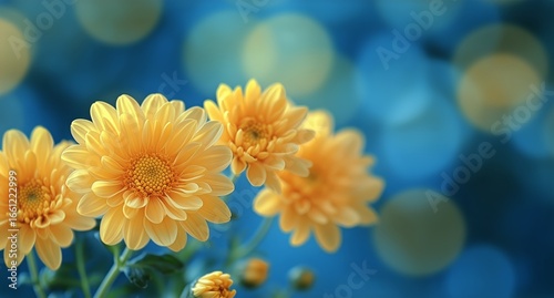 Bright Yellow Chrysanthemums Bloom in a Serene Garden Setting During a Sunny ...