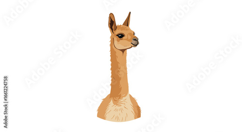 A detailed, realistic illustration of a vicuña's head and long neck on a clean white background.