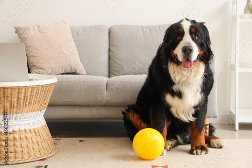 Cute Bernese mountain dog w...