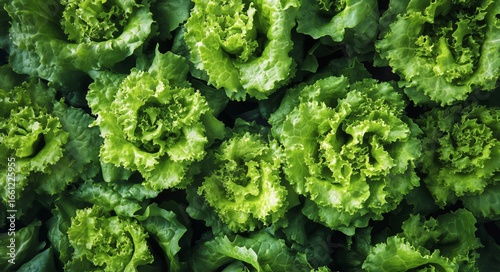 Fresh Lettuce Heads Growing in a Sustainable Green Garden During Daylight.
