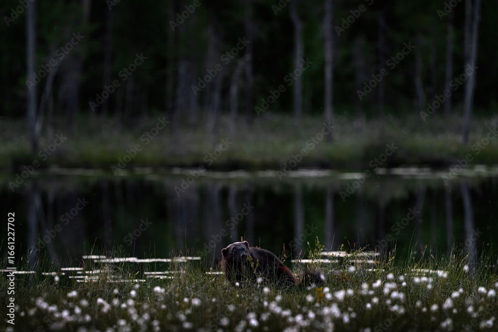 Fototapeta premium Fog morning with wolverine. Finland wildlife. Wolverine in summer forest lake habitat. Animal running in fall golden grass. Wolverine behaviour in habitat, taiga. Wildlife nature. June nature.