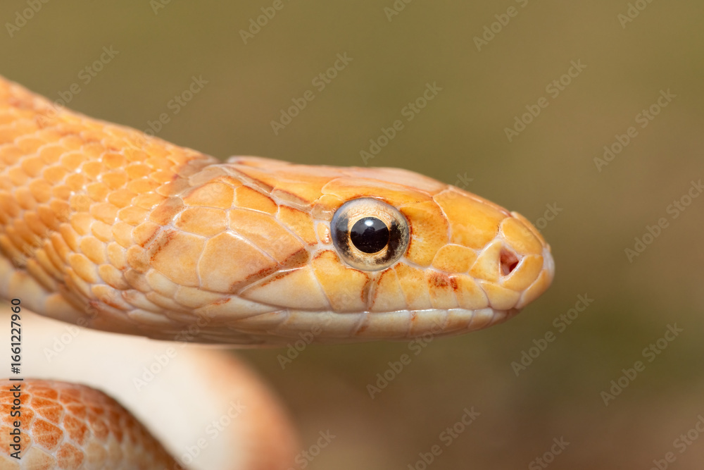 Obraz premium A beautiful radiated ratsnake (Coelognathus radiata), also known as a copperhead rat snake, or copper-headed trinket snake. A non-venomous colubrid snake found in Asia