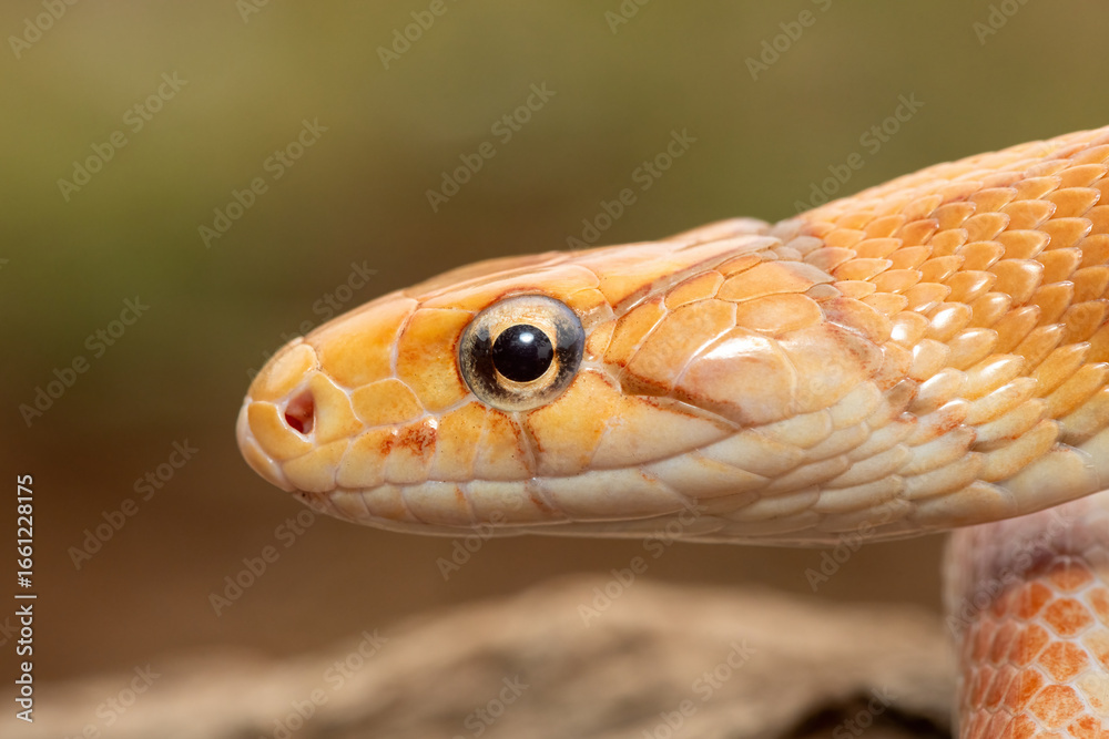 Obraz premium A beautiful radiated ratsnake (Coelognathus radiata), also known as a copperhead rat snake, or copper-headed trinket snake. A non-venomous colubrid snake found in Asia