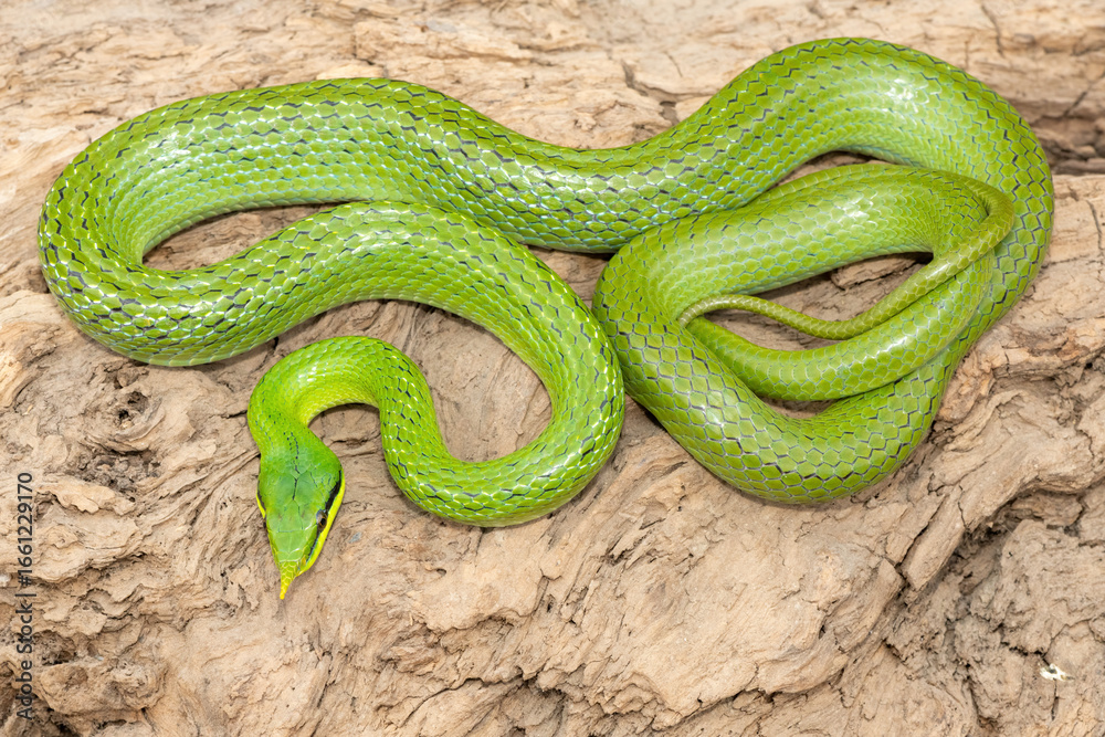 Fototapeta premium A beautiful rhinoceros ratsnake (Gonyosoma boulengeri), also known as a rhinoceros snake, rhino rat snake, and Vietnamese longnose snake. A non-venomous snake found from Vietnam to southern China