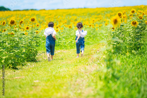 ひまわり畑を元気に走る女の子たち